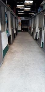 stalling te huur, Stalling, 4 paarden of pony's of meer
