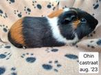 Cavia's uit Asiel, Dieren en Toebehoren, Knaagdieren, Januari, Meerdere dieren, Cavia