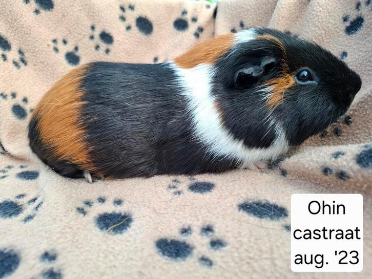 Cavia's uit Asiel, Dieren en Toebehoren, Knaagdieren, Meerdere dieren, Cavia, Januari