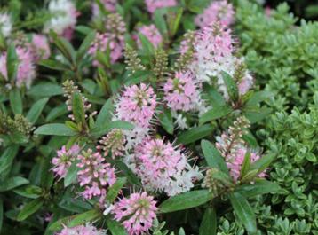 Hebe "Nicola's Blush" (struikveronica) beschikbaar voor biedingen
