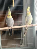 Callopsites couples + équipement, Plusieurs animaux, Oiseau chanteur sauvage, Domestique