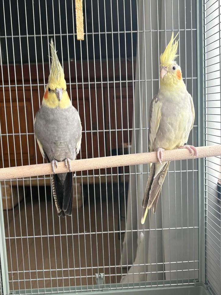 Callopsites couples + équipement, Animaux & Accessoires, Oiseaux | Oiseaux Autre, Oiseau chanteur sauvage, Plusieurs animaux, Domestique