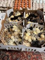 ééndagskuikens, Dieren en Toebehoren