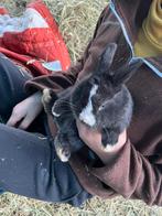 Baby konijnen beschikbaar, Dieren en Toebehoren, Konijnen
