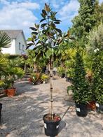 Magnolia G. Galissonniere - wintergroene Magnolia, Ophalen, Halfschaduw