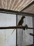 0-1 Great Alexander Perruche 2021, Animaux & Accessoires, Oiseaux | Perruches & Perroquets, Femelle, Perruche, Bagué