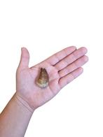 Big Mosasaurus tooth- 1,85 Inch, Ophalen of Verzenden, Fossiel