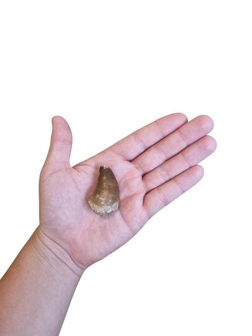 Big Mosasaurus tooth- 1,85 Inch, Verzamelen, Mineralen en Fossielen, Fossiel, Ophalen of Verzenden