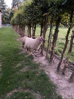 Agneau et moutons