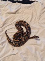 slangen  te koop, Dieren en Toebehoren, Reptielen en Amfibieën, Slang