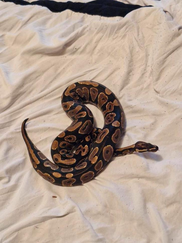 slangen  te koop, Dieren en Toebehoren, Reptielen en Amfibieën, Slang