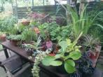 Verschillende tuinplanten te koop, Tuin en Terras, Planten | Tuinplanten, Siergrassen, Ophalen of Verzenden