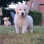 Lieve golden retriever pups reutjes geboren op de boerderij, Golden retriever, België, Reu, CDV (hondenziekte)