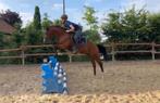 Toekomst GP pony te koop 3/4 broer van EK pony zeppe van de, Gechipt, Springpony, 3 tot 6 jaar, D pony (1.37m tot 1.48m)