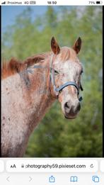 Appaloosa ruin 17 jaar, Dieren en Toebehoren, Paarden, Gechipt, Ruin, Niet van toepassing, 160 tot 165 cm