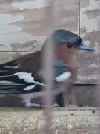 Botvink, Dieren en Toebehoren, Vogels | Overige Vogels