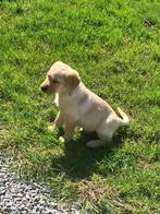 Labrador puppy, Dieren en Toebehoren, Honden | Retrievers, Spaniëls en Waterhonden, Particulier, Teef, 8 tot 15 weken, België
