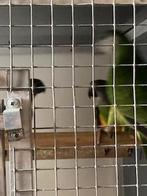 Bonte Boer, Poicephalus, Papegaai, Plusieurs animaux, Perroquet, Bagué