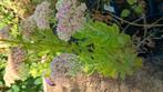 Sedum, vaste plant, Tuin en Terras, Planten | Tuinplanten, Ophalen, Vaste plant