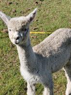 Wit alpaca hengstje, Oktober, Mannelijk