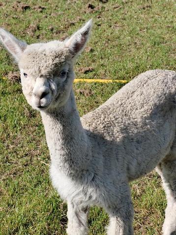 Wit alpaca hengstje beschikbaar voor biedingen