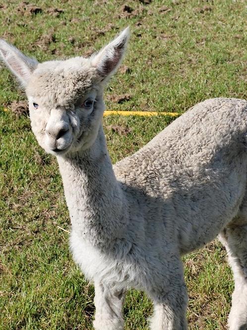 Wit alpaca hengstje, Dieren en Toebehoren, Overige Dieren, Mannelijk, Oktober