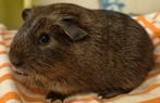 Cavia's super lieve en mooie zeugjes te koop, Dieren en Toebehoren, Knaagdieren, Vrouwelijk, Cavia, Tam