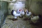 Wyandotte kriel : Haan + 6 hennen, Dieren en Toebehoren, Meerdere dieren, Kip