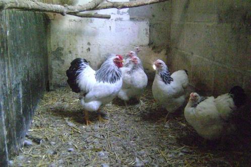 Wyandotte kriel : Haan + 6 hennen, Dieren en Toebehoren, Pluimvee, Kip, Meerdere dieren