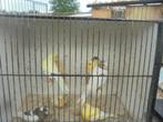 kanaries, Dieren en Toebehoren, Vogels | Kanaries, Geslacht onbekend, Kleurkanarie