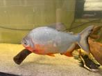 Pacu’s