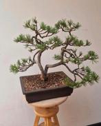Gezonde Bonzai pinus mugo - 17 jaar, Bloeit niet, Minder dan 100 cm, Ophalen, Volle zon