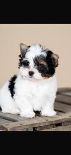 Miniature Yorkshire papa biewer maman chocolat merle, Dieren en Toebehoren, Honden | Jack Russells en Terriërs, Yorkshire Terriër