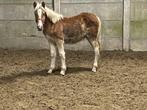 Harlinger 6 maand hengst super braaf, Dieren en Toebehoren, Paarden, Hengst, 0 tot 2 jaar