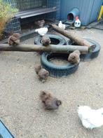 Zijdehoen choco kriel