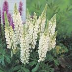 Lupine, Tuin en Terras, Vaste plant, Halfschaduw, Zomer, Ophalen