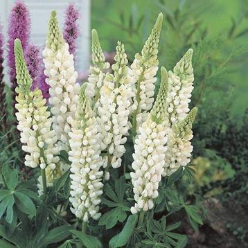 Lupine beschikbaar voor biedingen
