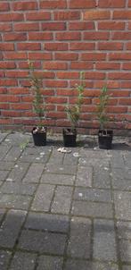 Taxus, Taxus, Struik, Ophalen