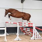 Deze zoon van Ulyss Morinda, 4 jarige ruin, Dieren en Toebehoren, Paarden
