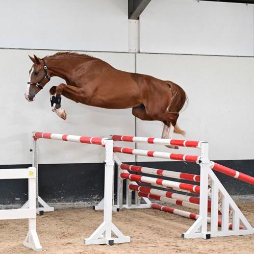 Deze zoon van Ulyss Morinda, 4 jarige ruin, Dieren en Toebehoren, Paarden