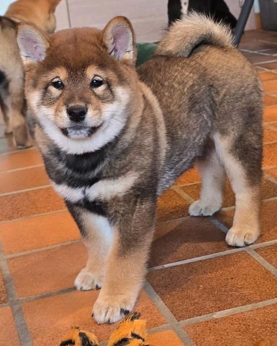 Sesam shiba inu reutje uit geteste ouders en met stamboom, Dieren en Toebehoren, Honden | Poolhonden, Keeshonden en Oertypen, Reu