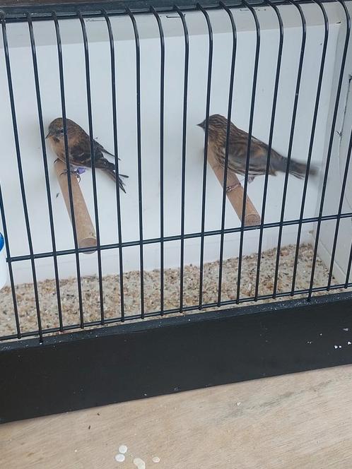 Barmsijsjes, Dieren en Toebehoren, Vogels | Overige Vogels, Wildzangvogel, Meerdere dieren, Geringd