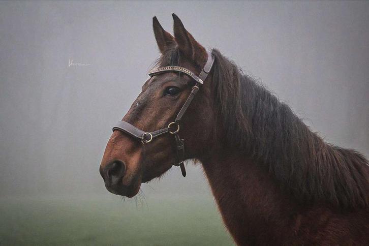 Betrouwbare lieve merrie, Dieren en Toebehoren, Pony's, Merrie