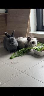 2 konijnen, Meerdere dieren, Middelgroot, 0 tot 2 jaar