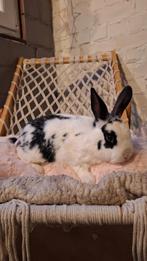 jonge konijntjes te koop, Dieren en Toebehoren, Groot, Hangoor