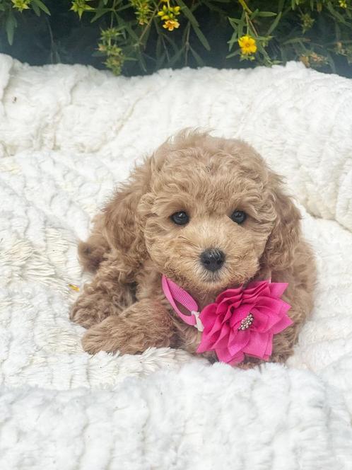 Bij ons geboren uniek mooie Poedel pupjes, Dieren en Toebehoren, Honden | Chihuahua's en Gezelschapshonden, Meerdere dieren, Poedel