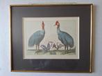 Oude gravure Nicolas Robert Twee emoes en drie andere vogels, Ophalen