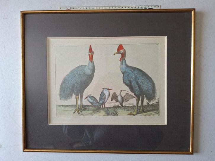 Oude gravure Nicolas Robert Twee emoes en drie andere vogels, Antiek en Kunst, Kunst | Etsen en Gravures, Ophalen