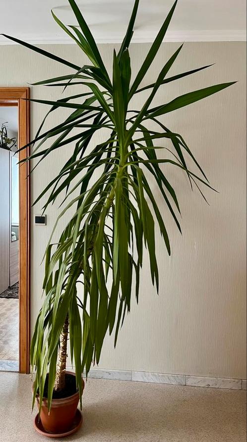 Yucca kamerplant, Maison & Meubles, Plantes d'intérieur, Yucca, 200 cm ou plus, Plante verte, Ombre partielle, En pot, Enlèvement