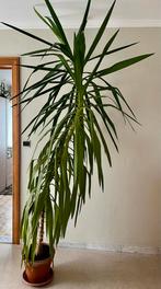 Yucca kamerplant, Maison & Meubles, Plantes d'intérieur, Ombre partielle, En pot, Plante verte, 200 cm ou plus